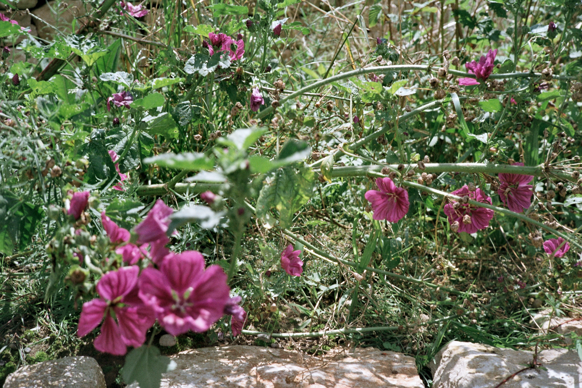 Flowers. Foto Oliver Marugg