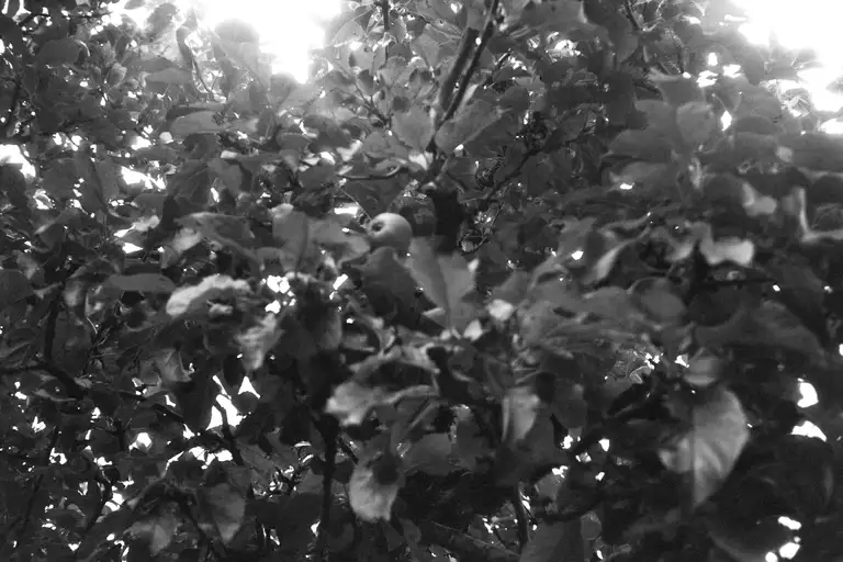 Der Blick in den Apfelbaum. Foto Oliver Marugg