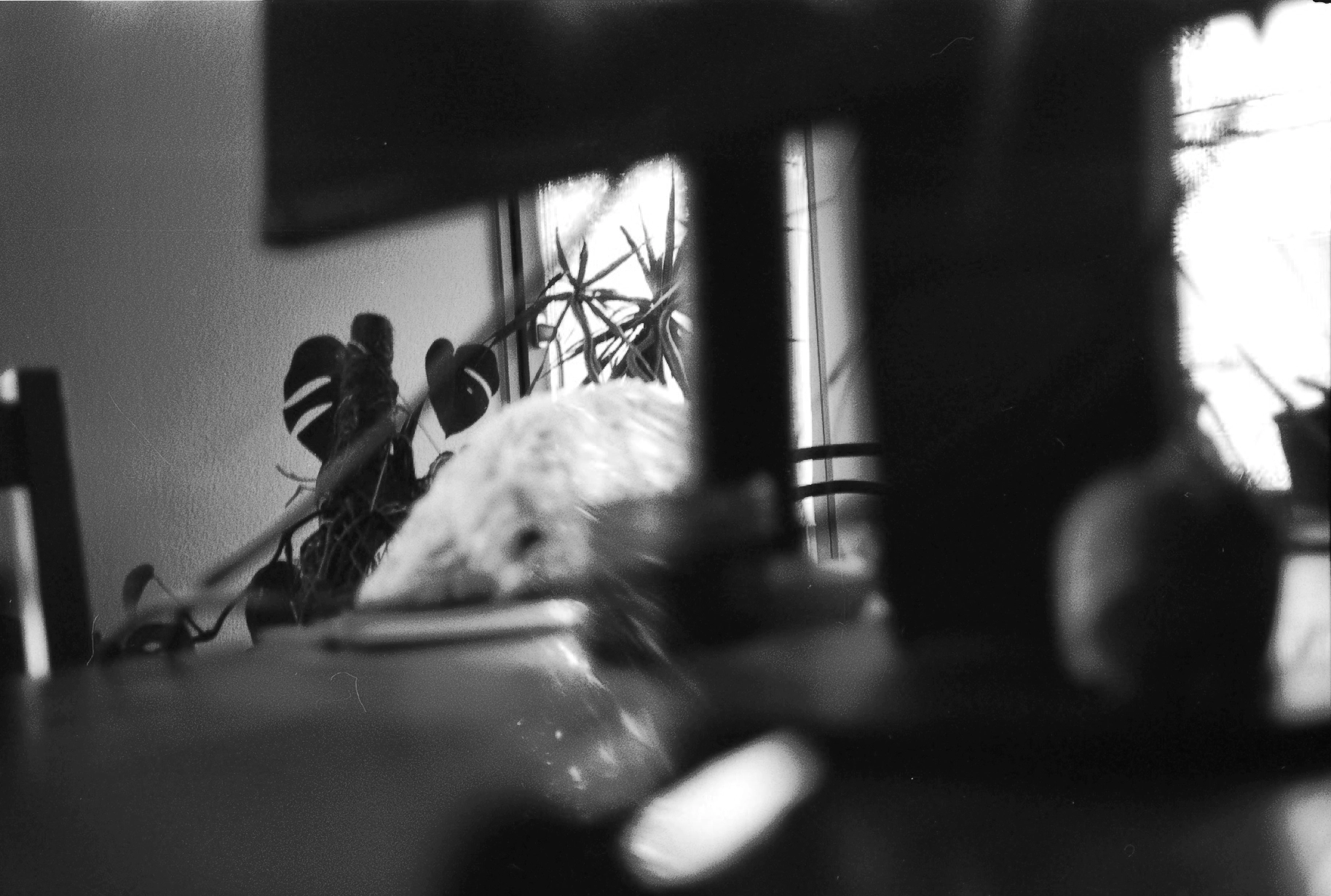 Eine Schwarzweiss Foto analog