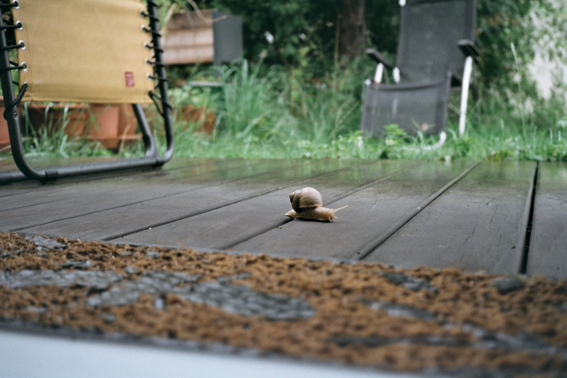 Die Schnecke auf dem Weg. Foto Oliver Marugg